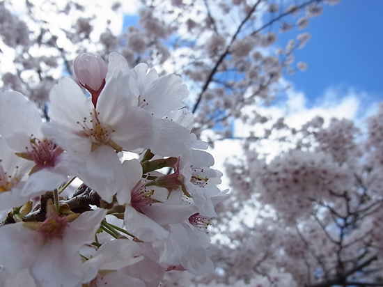 万博記念公園　桜