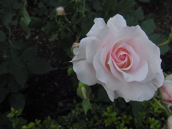 ピンク薔薇の花