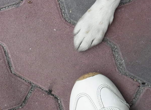 犬の足とスニーカー