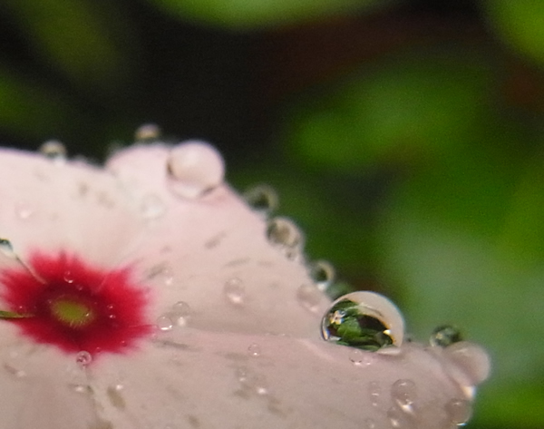  雨の中に咲く花