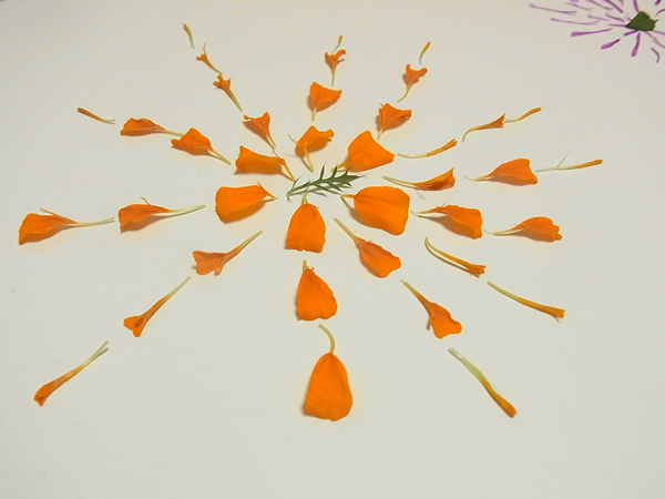 オレンジ花の花火