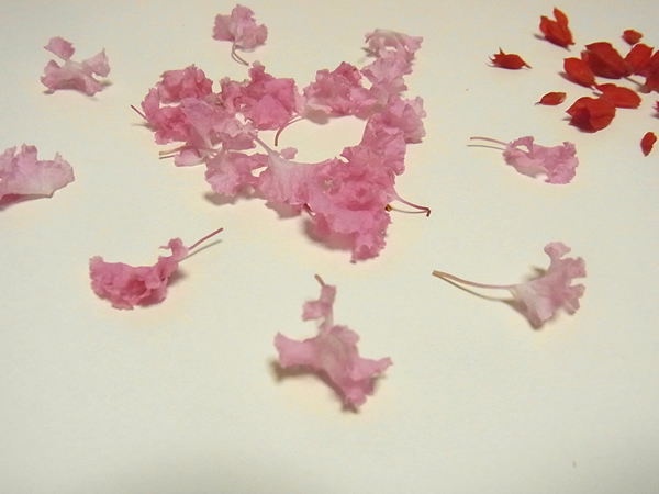 ピンク花の花火