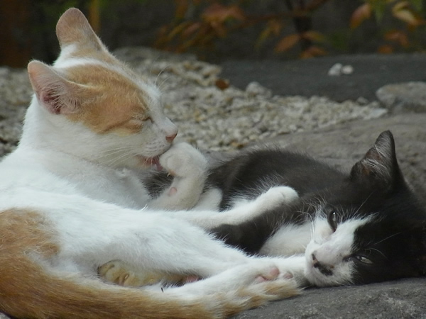 茶寅と黒白の子猫の写真