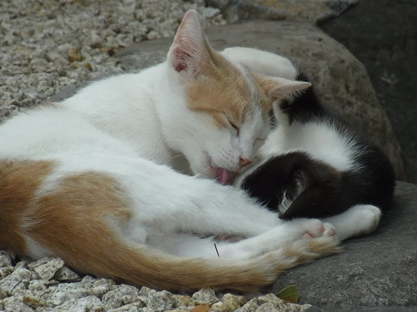  茶寅と黒白の子猫が昼寝