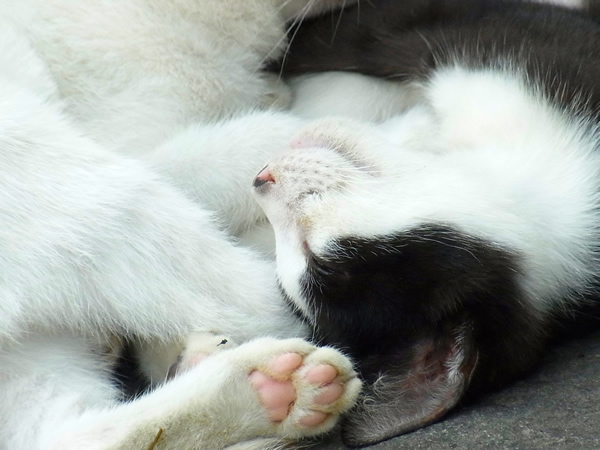 茶寅と黒白の子猫の寝顔