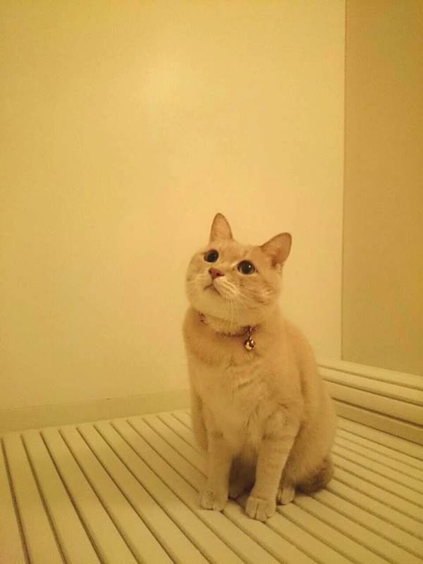お風呂場の猫