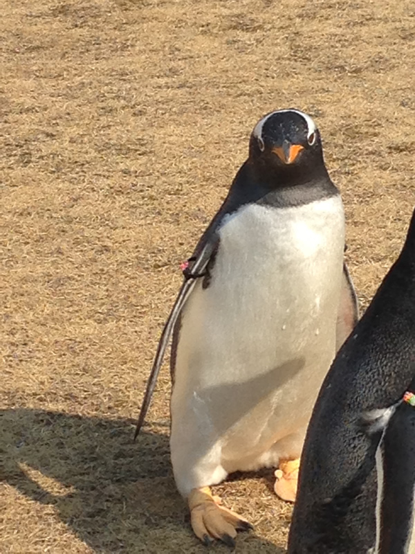 街を歩けばペンギン