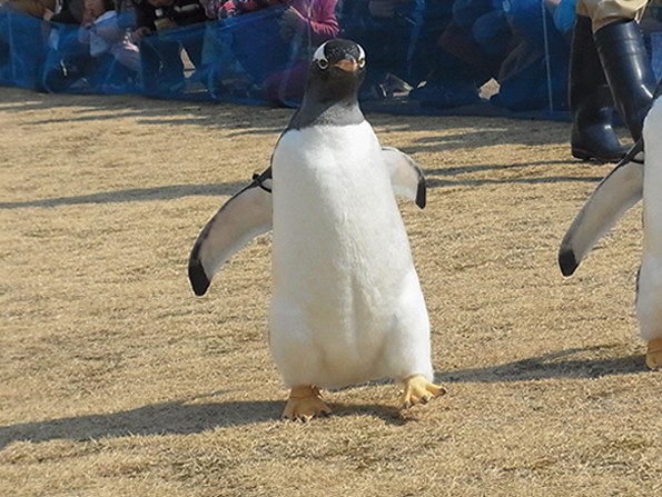 歩くペンギン