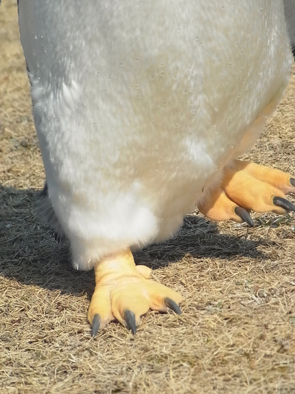 ペンギンの足