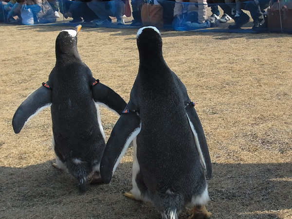 2匹のペンギン後ろ姿