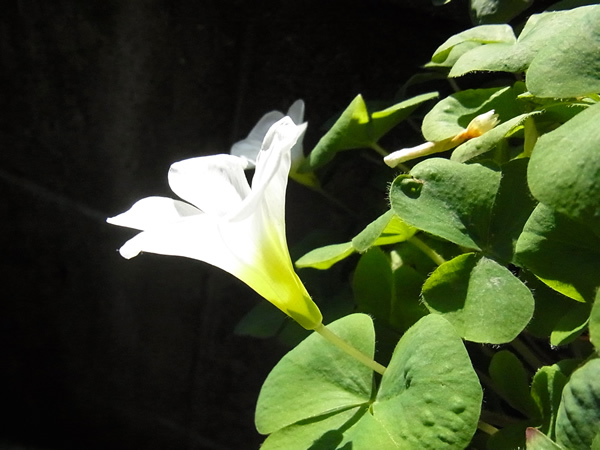 白い花が咲いたところ