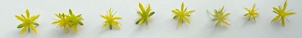 黄色の小花