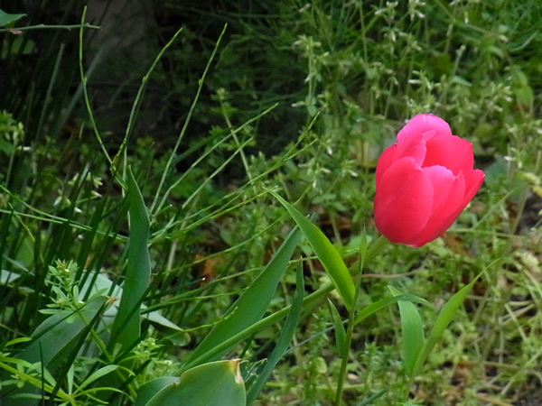 川辺に咲くチューリップ