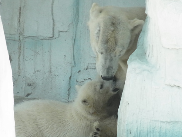 動物園の母クマと子供のクマ