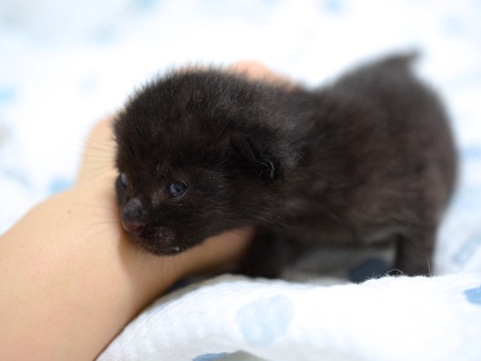 目が開いたばかりの黒い子猫