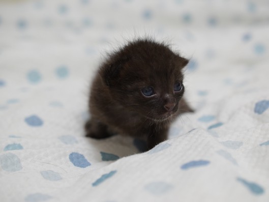 生後20日未満の黒猫