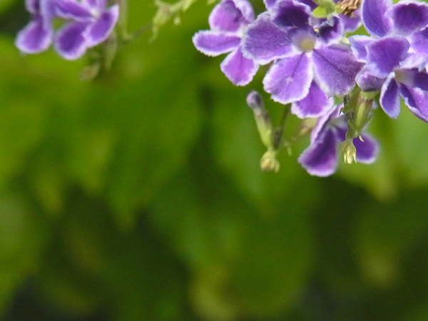 夏の紫の小花