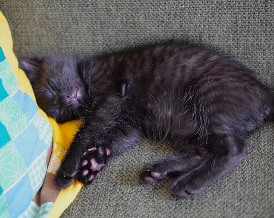 眠る黒い子猫