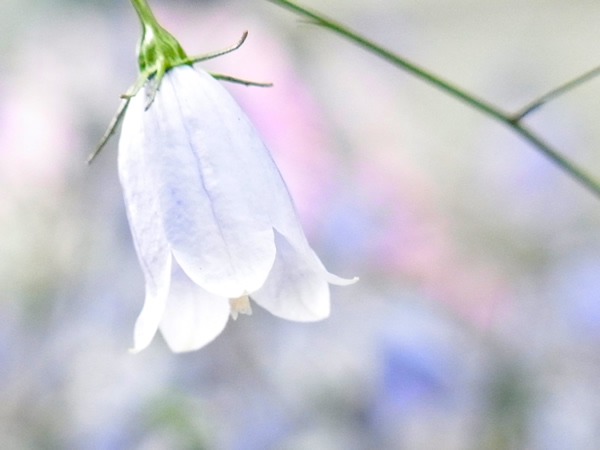 うつむいた白の花