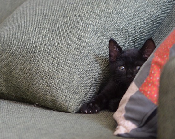 ソファーの黒い子猫