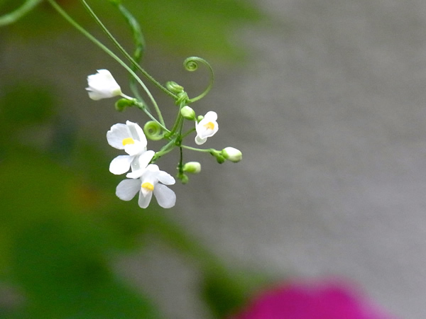 夏の小さな花