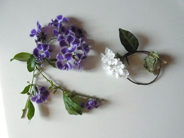 紫と白の花文字