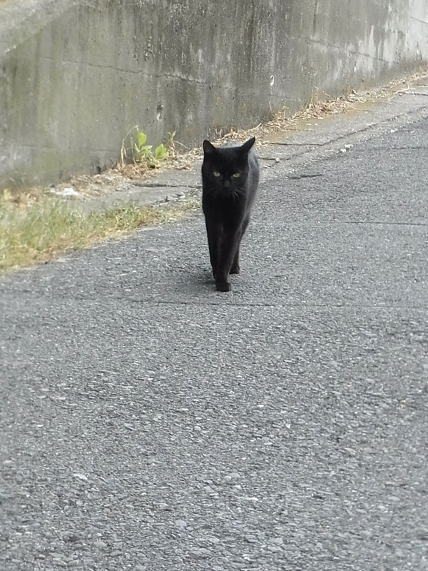 街を歩けば黒猫が歩く