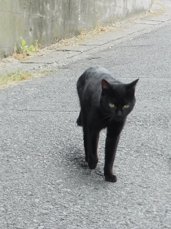 黒猫が街を歩く