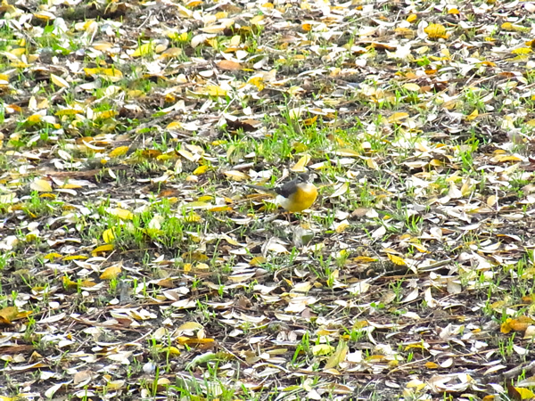 黄色の落ち葉の中の小鳥