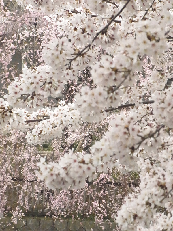 桜の木2016