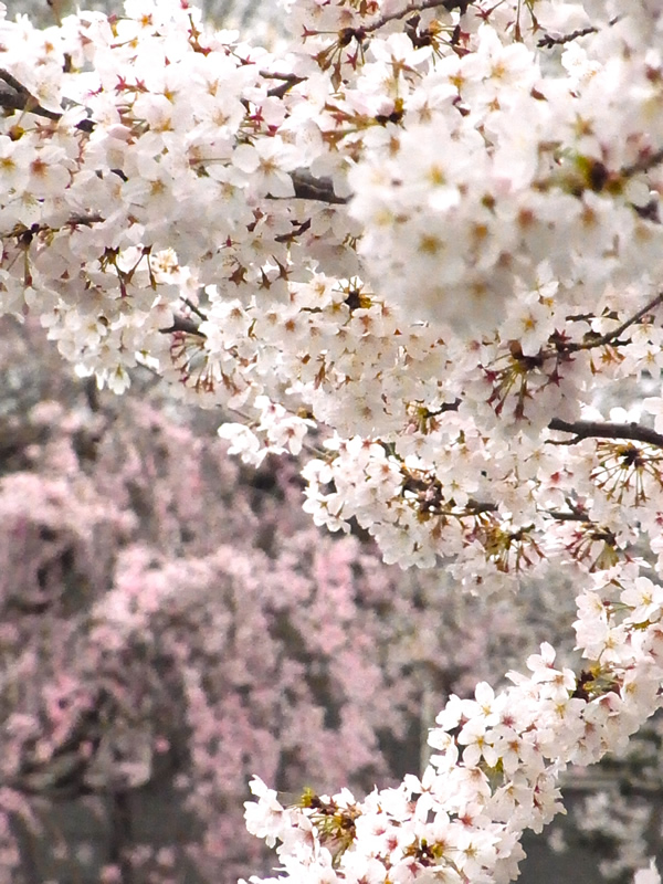 2016・桜